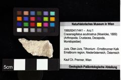 Foto (Objket + Etiketten) von Bullariscus sp. 